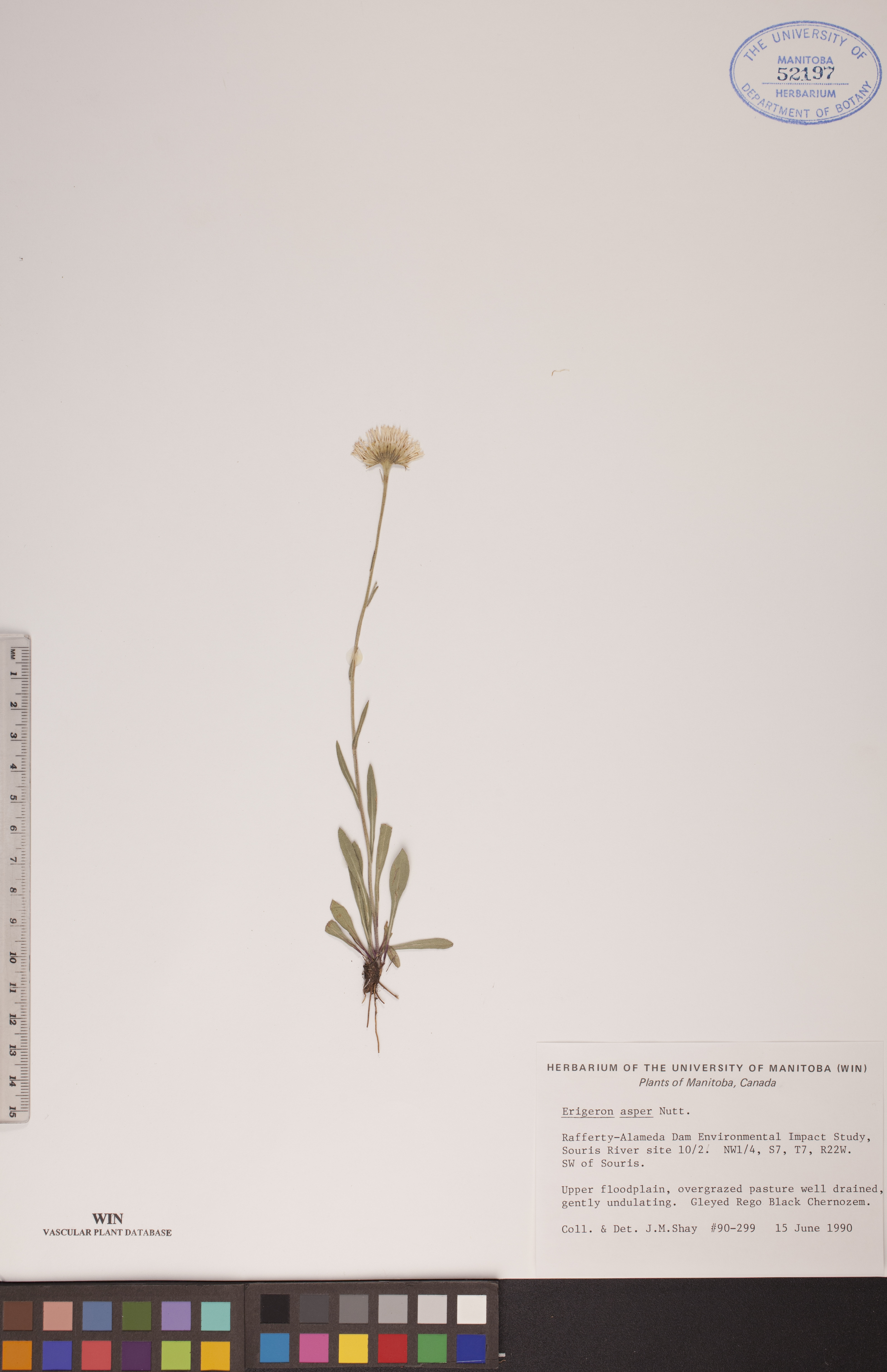 Erigeron asper image